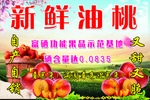 油桃