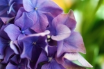 八仙花