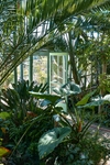 温室植物