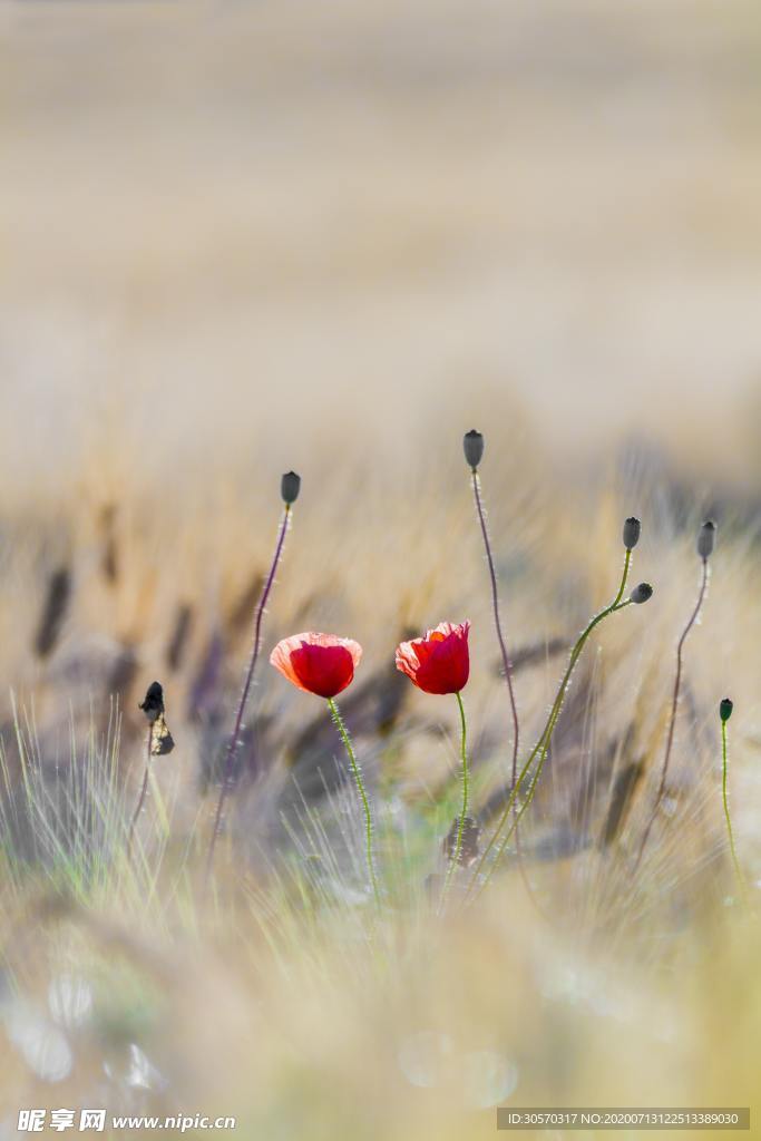 花