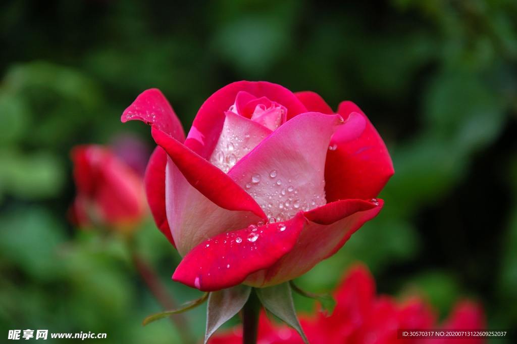 鲜花