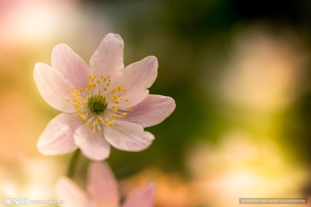 鲜花