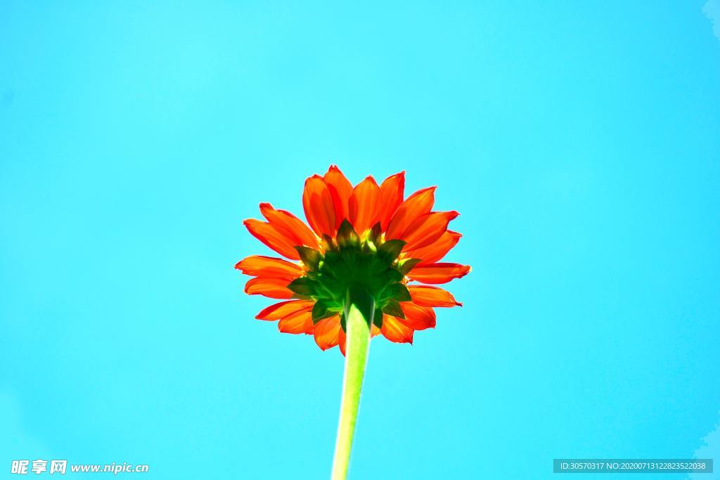 花
