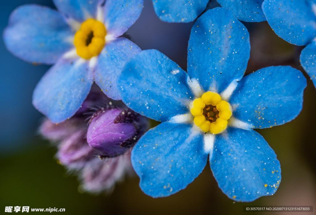 花