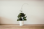 植物