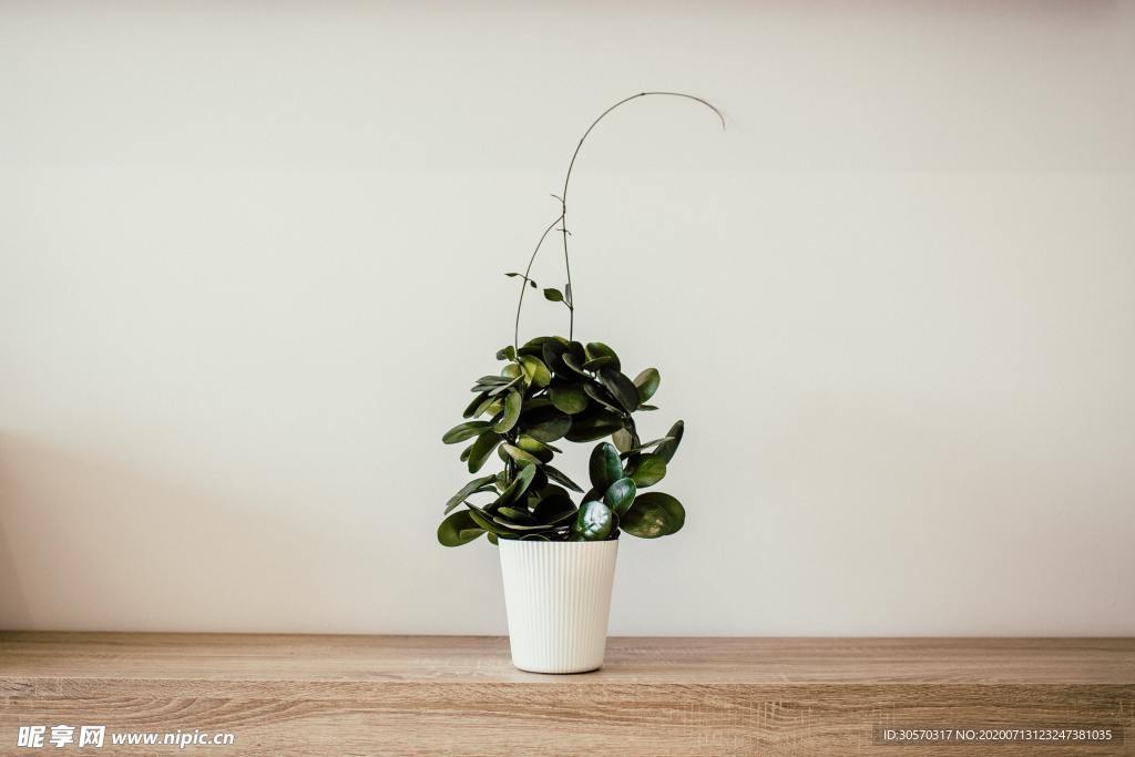 植物