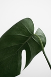 植物