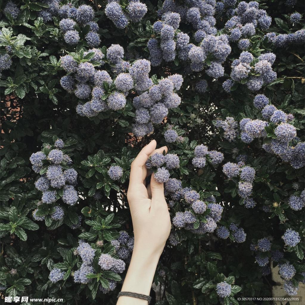 花