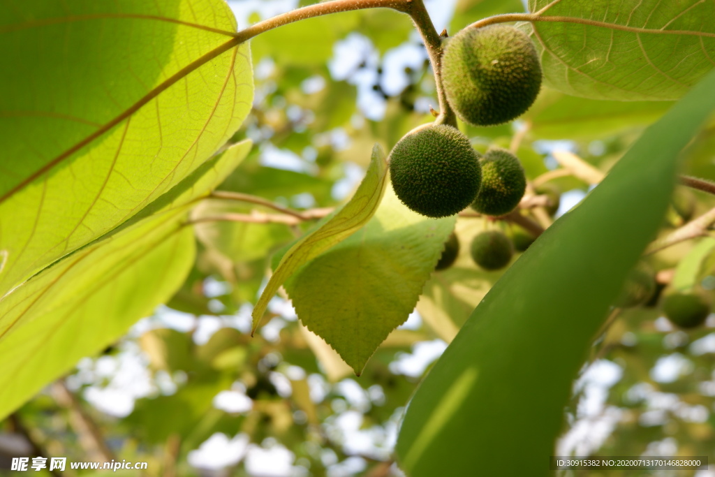 夏天果实立夏春天绿色