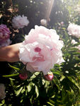 芍药