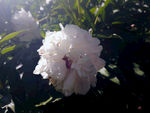 芍药