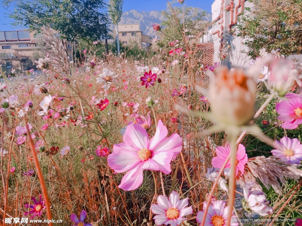 雏菊花