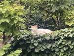屋顶的猫咪