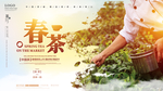春茶