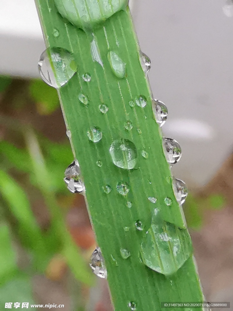 沾满水珠的绿叶