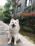 萨摩耶