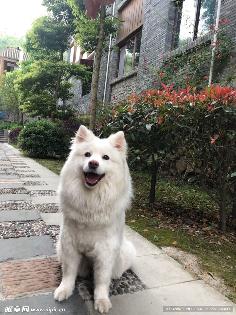 萨摩耶