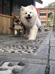 柯基与萨摩耶