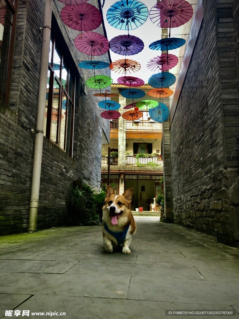 柯基