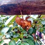 未完成的蜕化