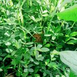 草丛深处的猫咪