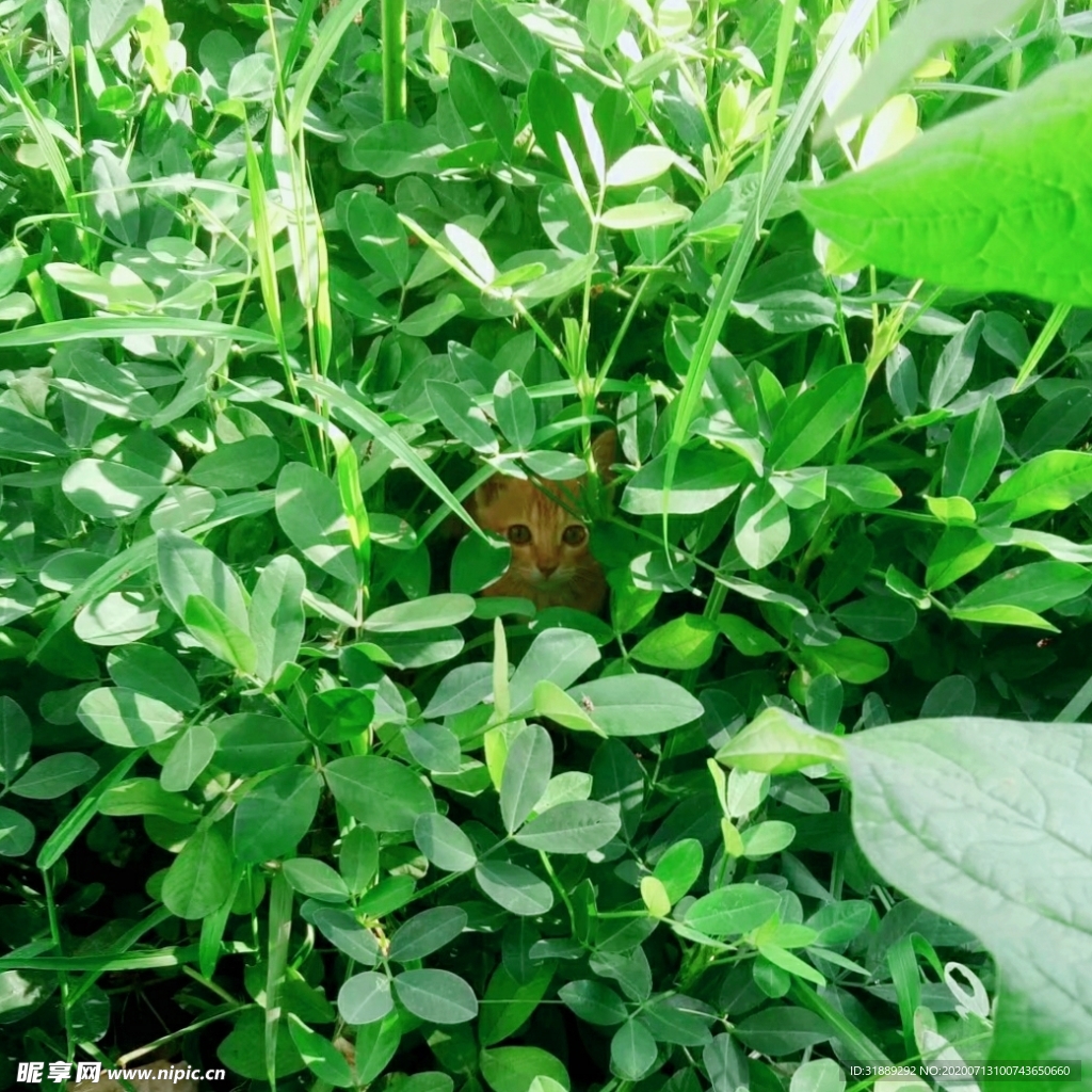 草丛深处的猫咪
