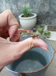 邂逅的蜜蜂