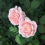 玫瑰花