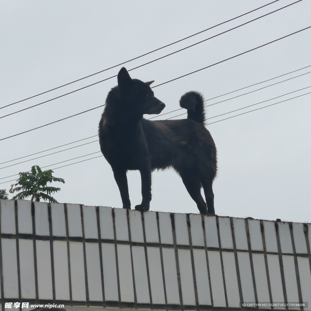 单身狗 忠诚 等待主人回家