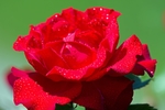 玫瑰花