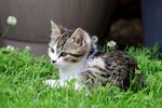 萌态猫咪