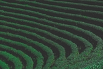 茶叶梯田