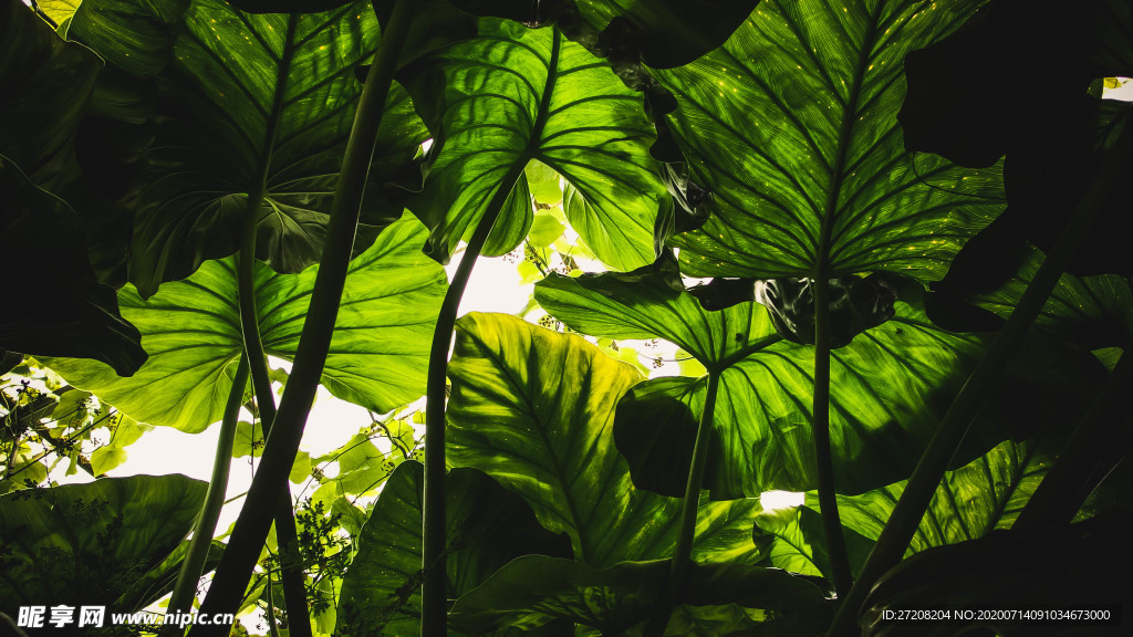 植物