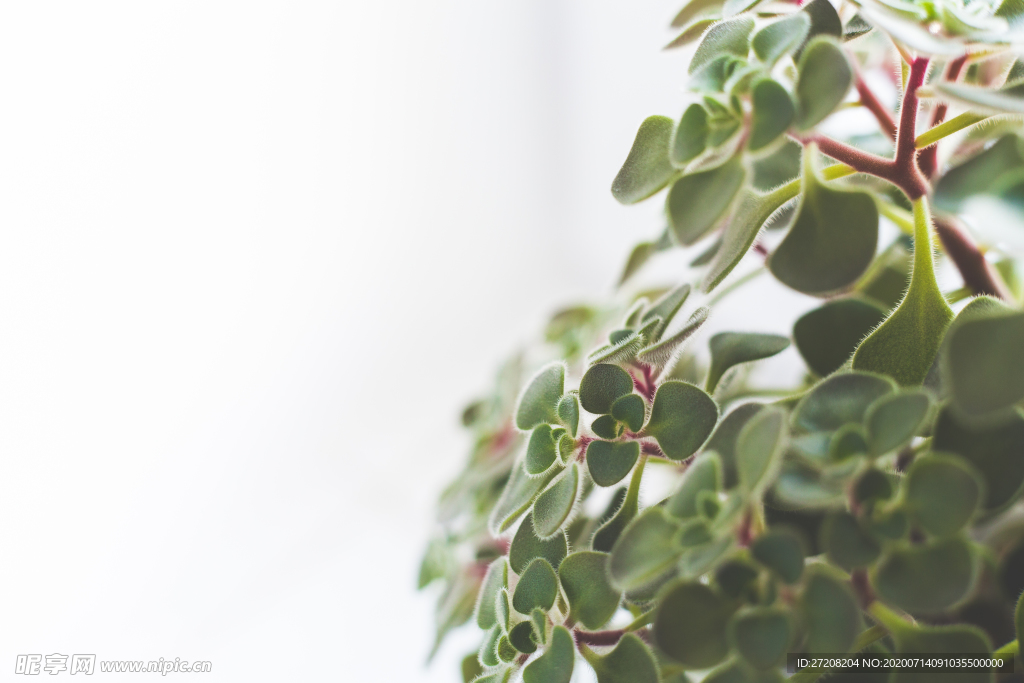 植物