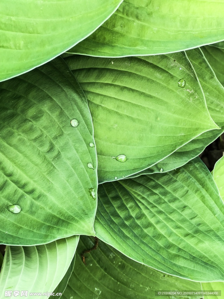 植物叶子