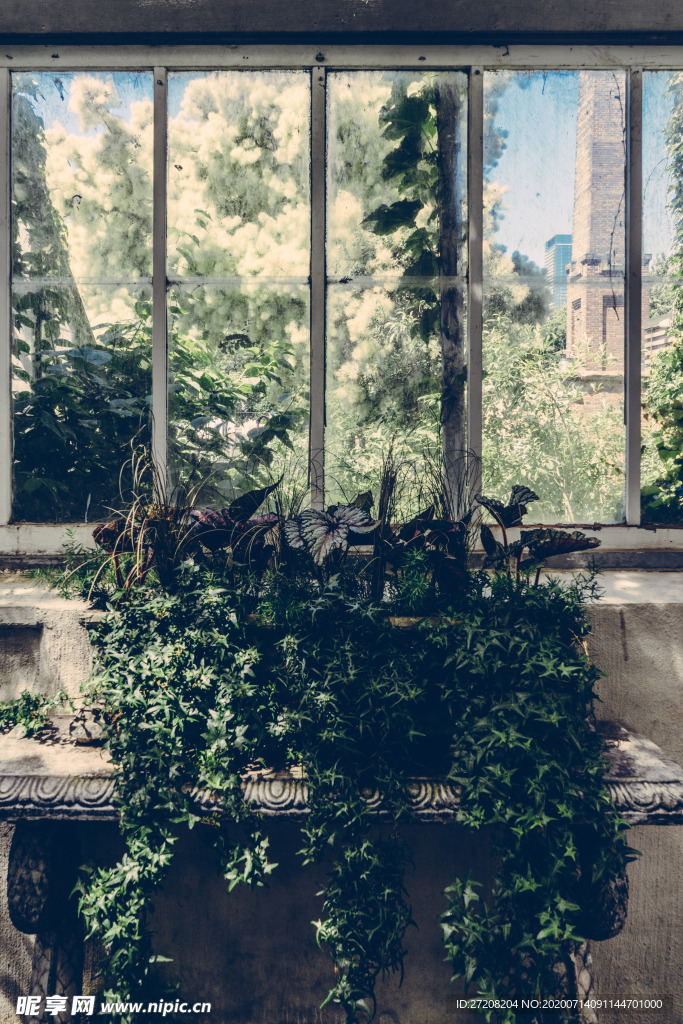 室内植物