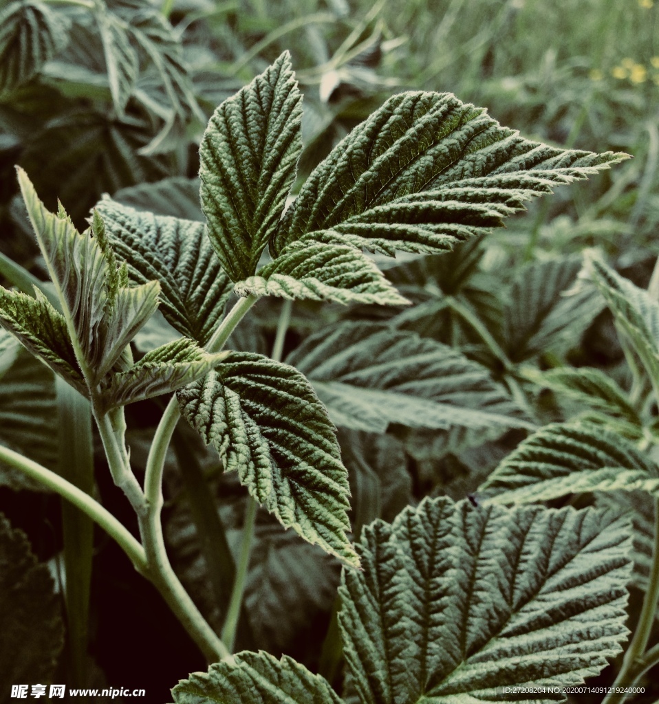 植物