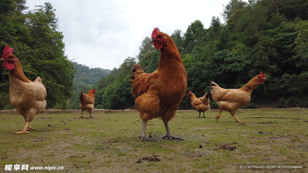 东乡鸡