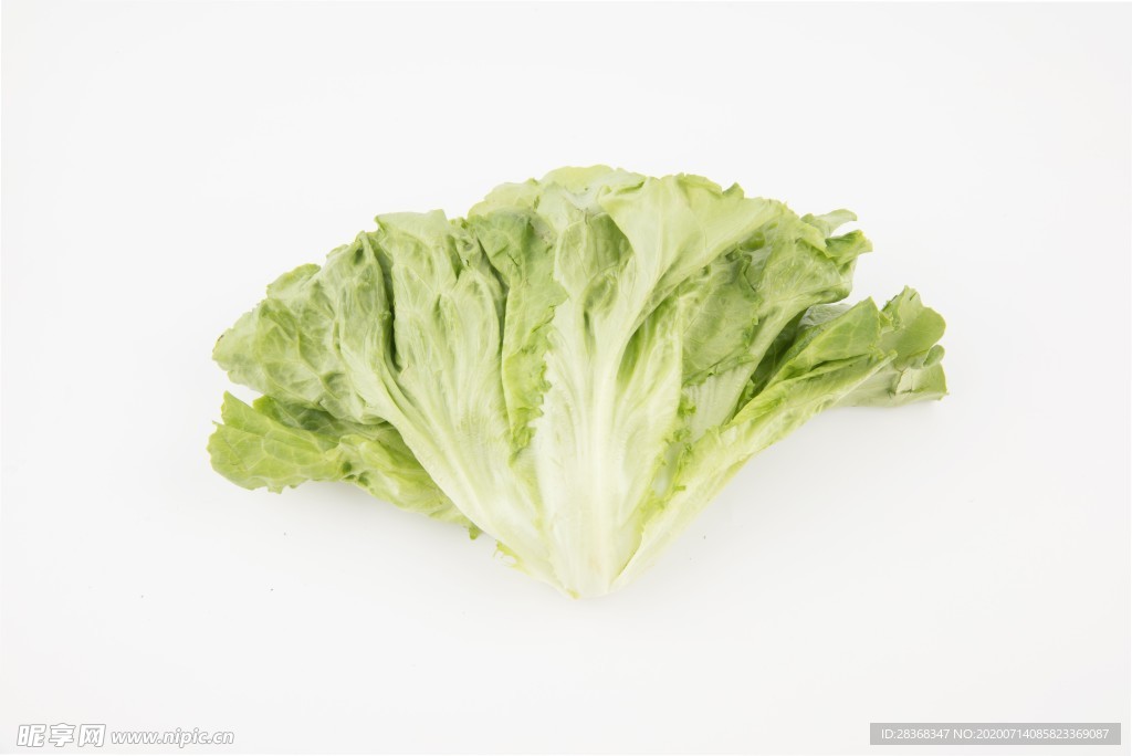生菜