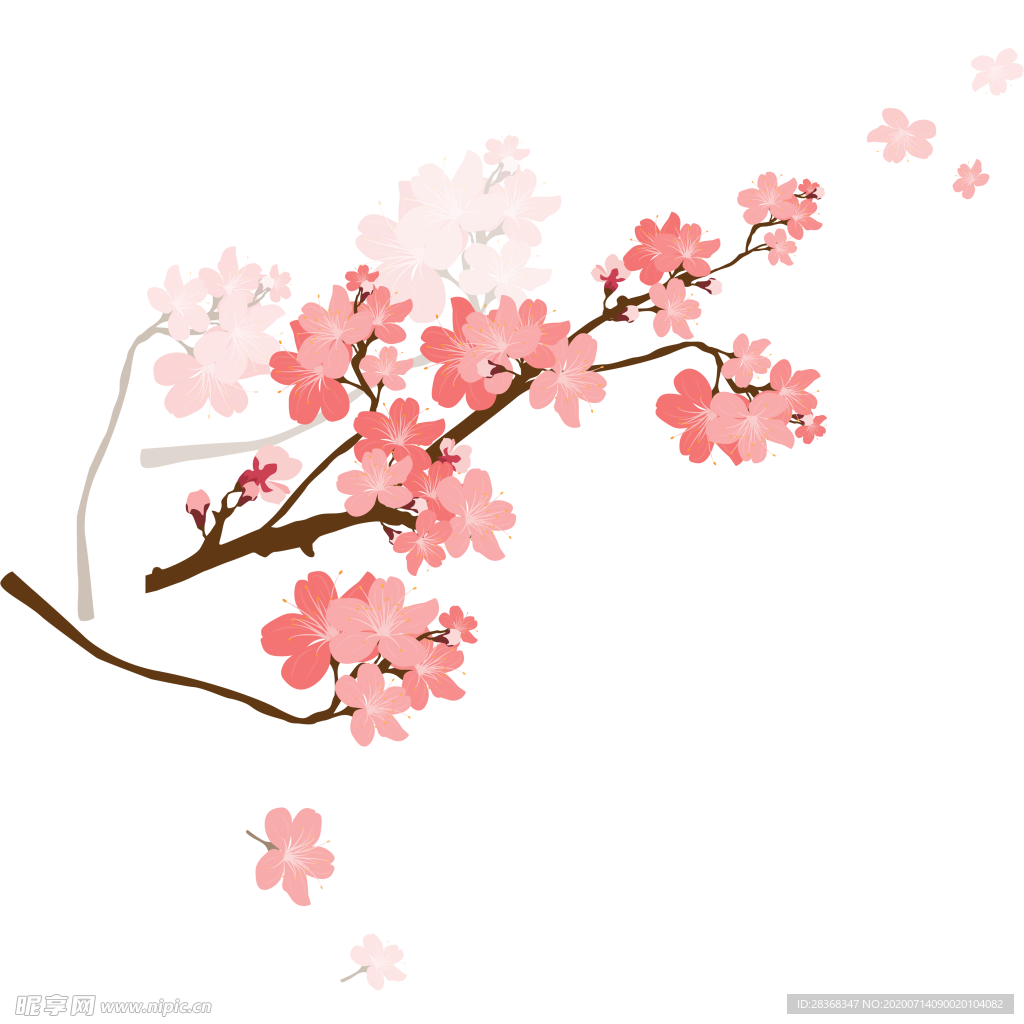 樱花素材 樱花 花瓣 飘落 花