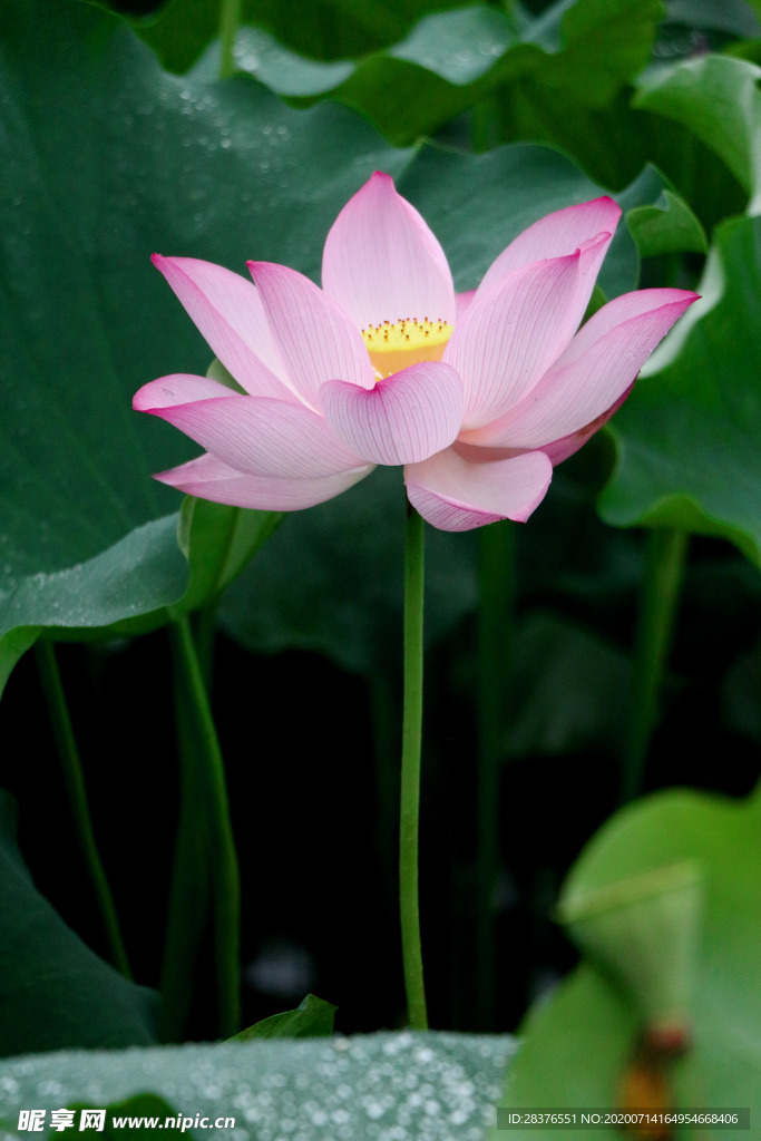 荷花 莲池 夏天