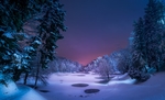 冬季森林雪景