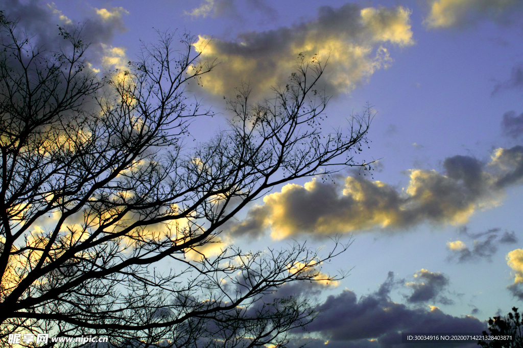 傍晚蓝色天空云朵树枝剪影