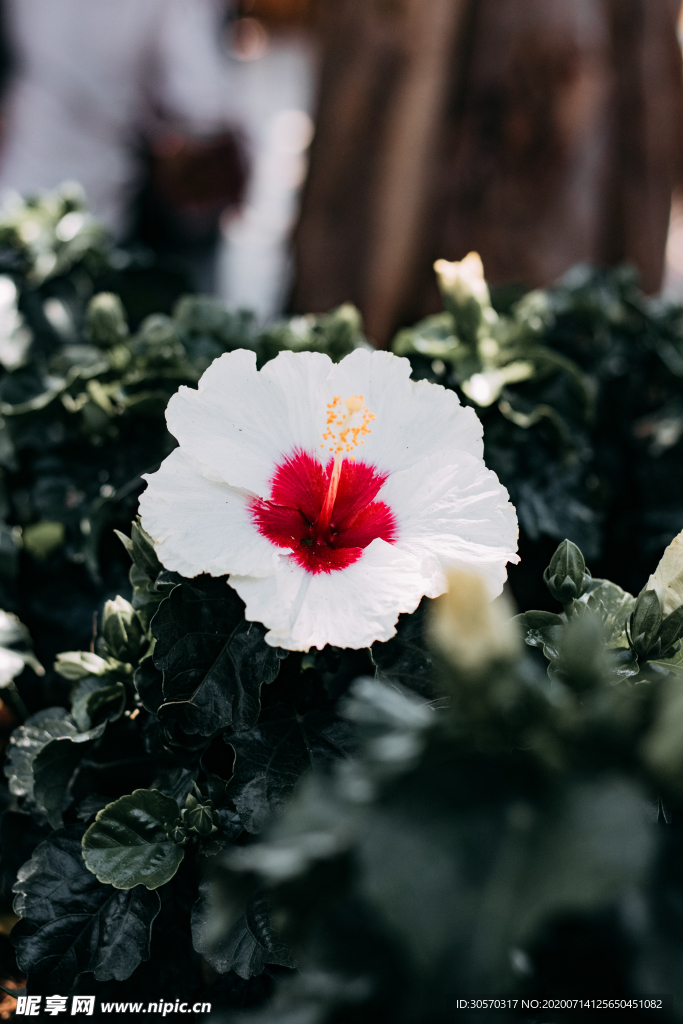 鲜花