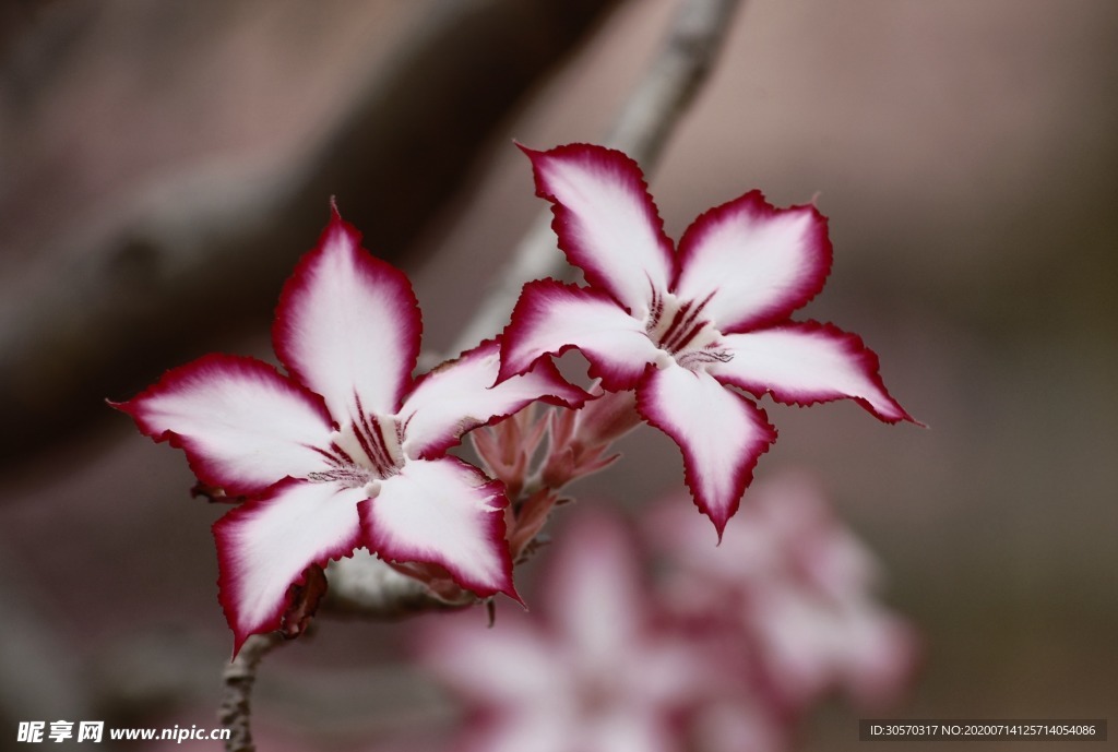 鲜花