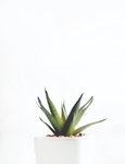 植物