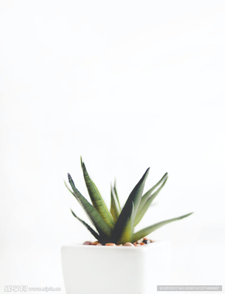 植物
