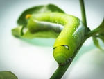虫子