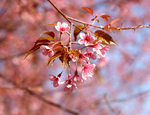 鲜花