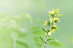 鲜花